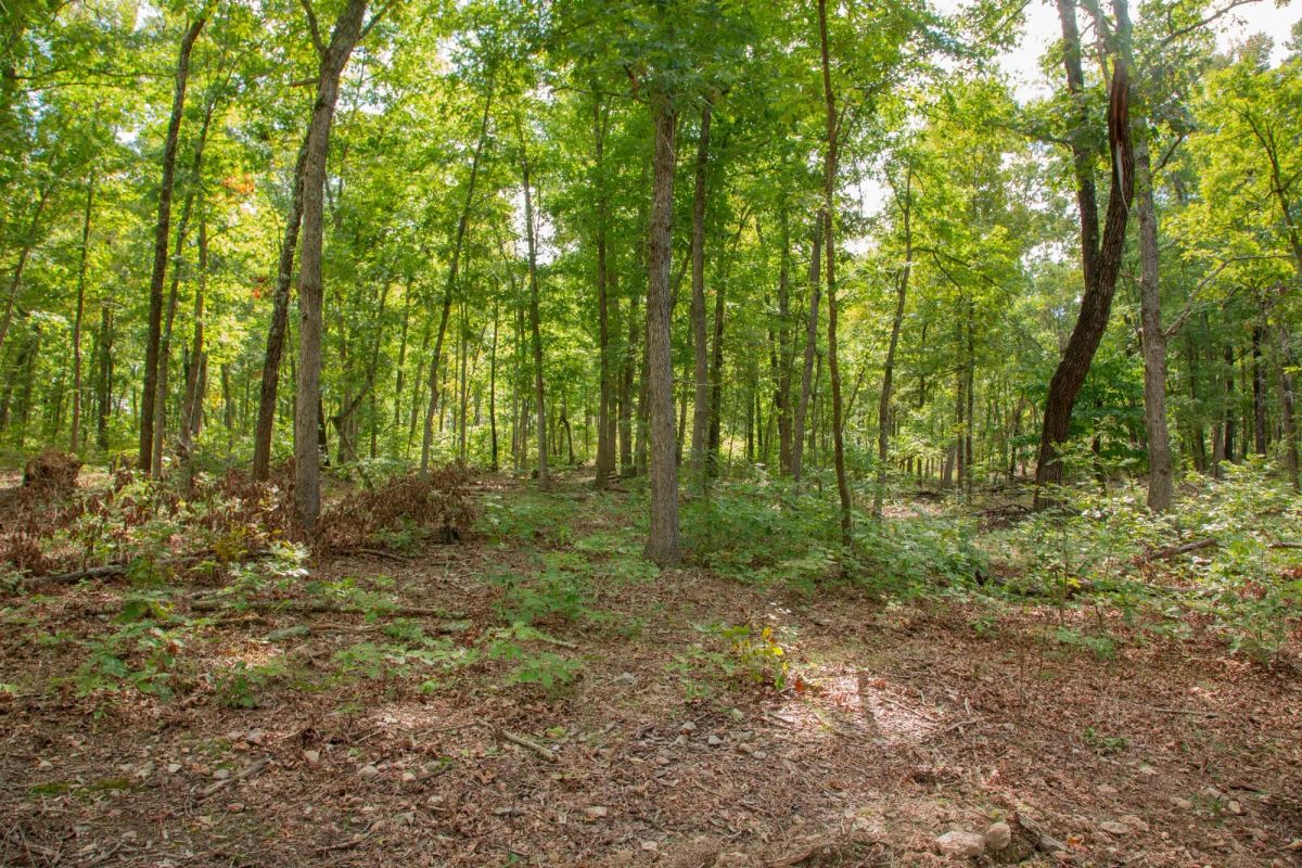 Decorative background for Wagon Wheel Ranch Tract 28 image 9