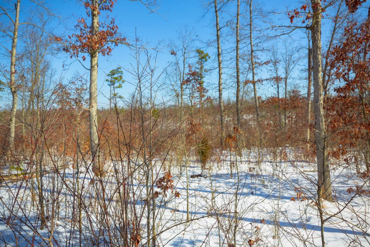 Decorative background for Sleepy Hollow Phase I Tract 25 image 12