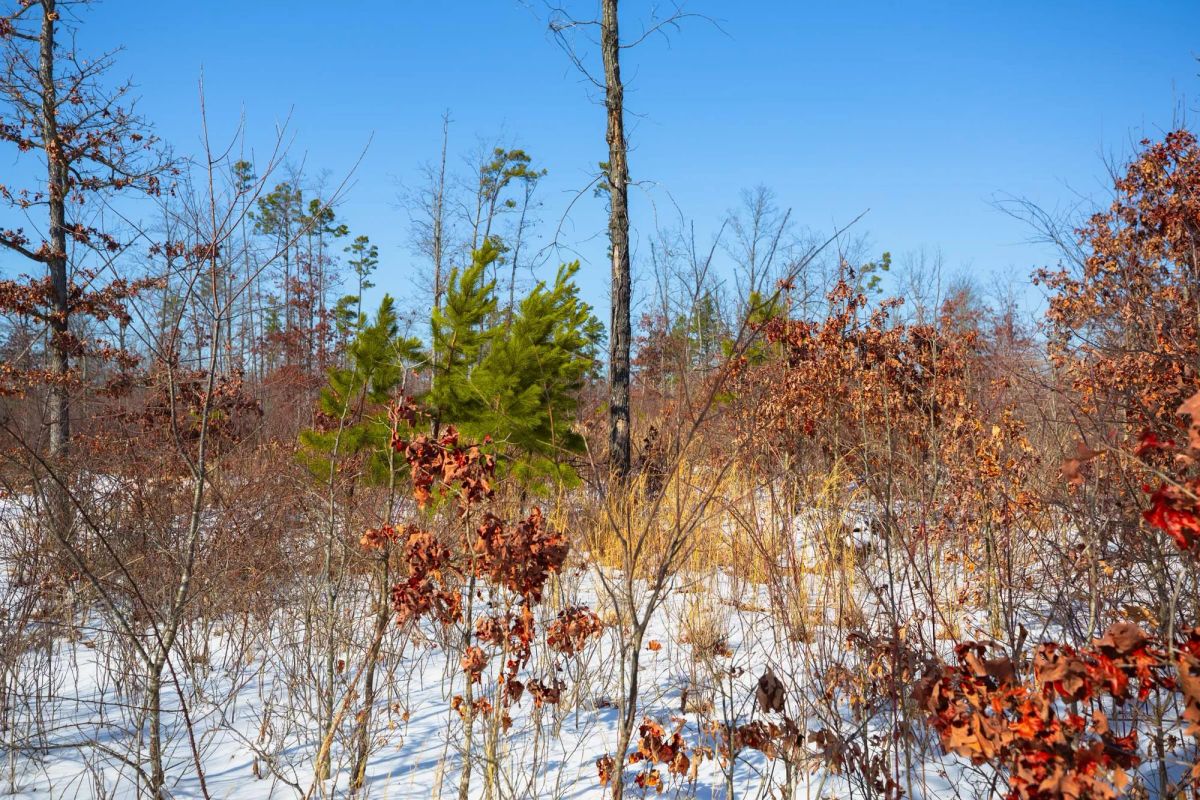 Decorative background for Sleepy Hollow Phase I Tract 25 image 17