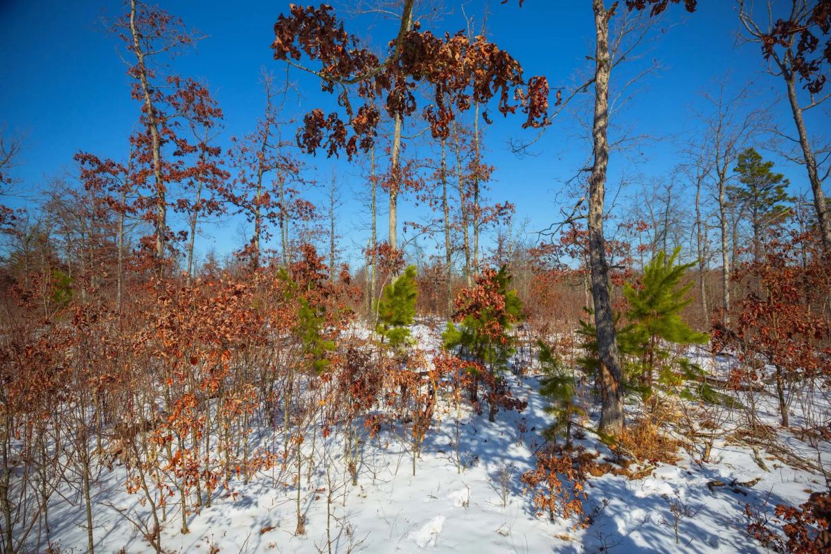 Decorative background for Sleepy Hollow Phase I Tract 25 image 18