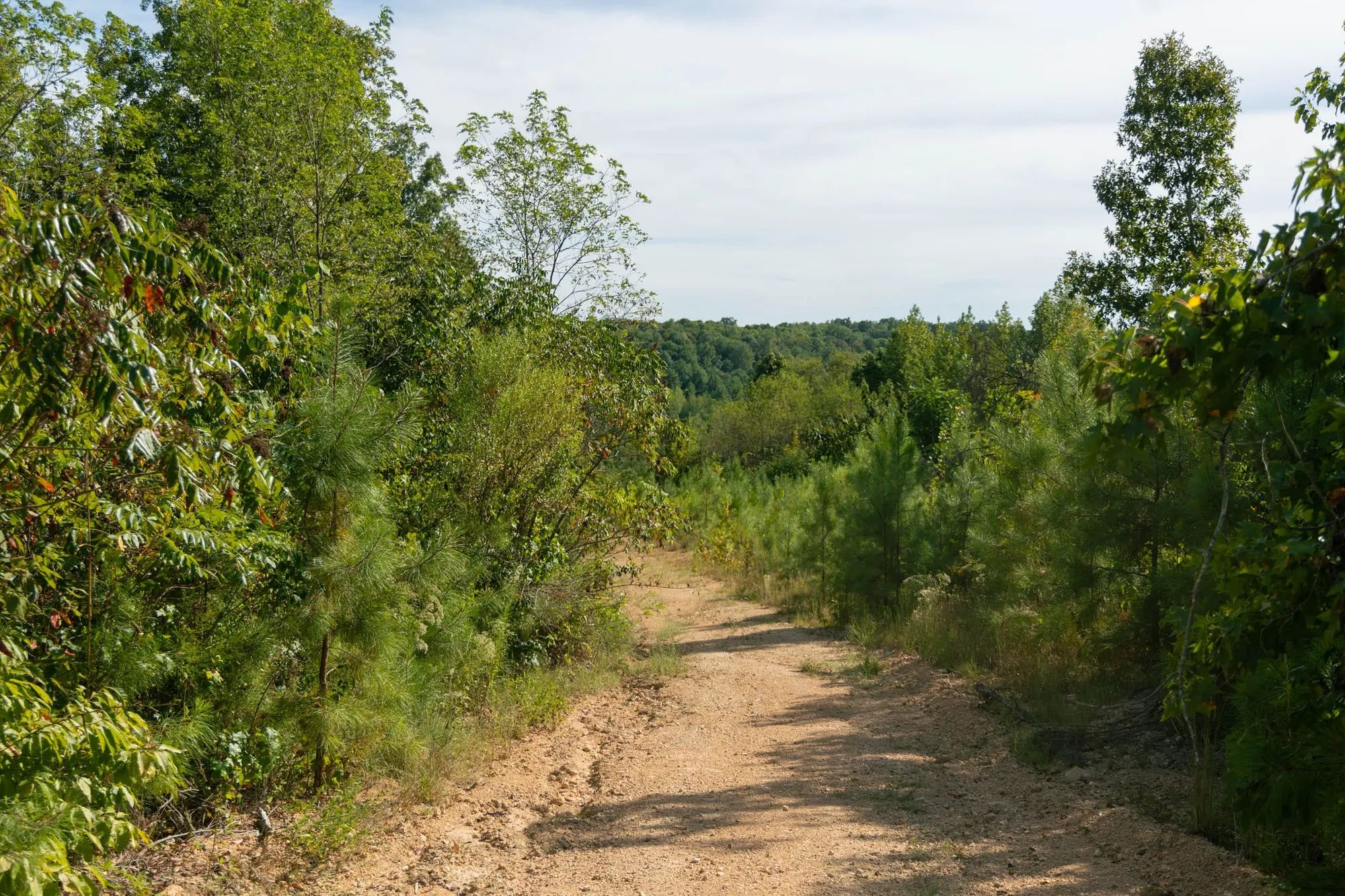 Big White Oak Tract 39 in Wayne County, TN