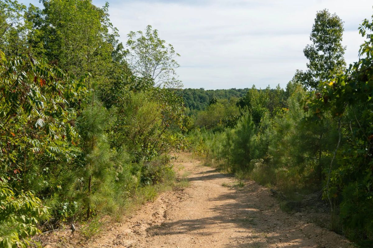 Big White Oak Tract 39 - Main image