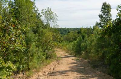 Big White Oak Tract 39