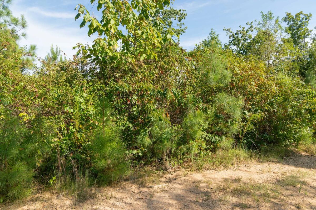 Big White Oak Tract 39 - Image 2