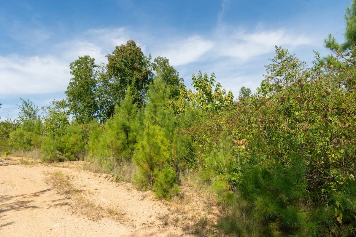 Big White Oak Tract 39 - Image 3