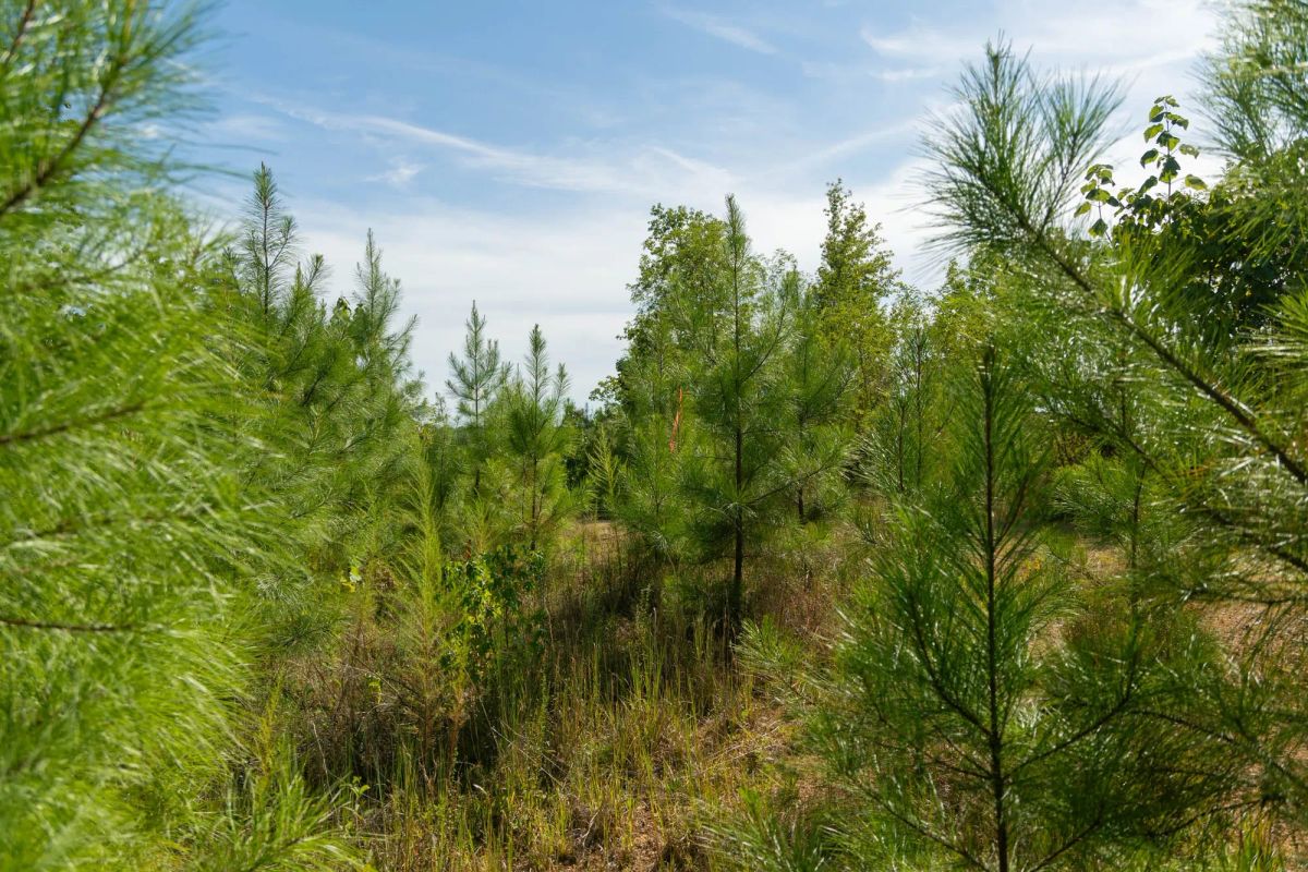 Decorative background for Big White Oak Tract 39 image 5