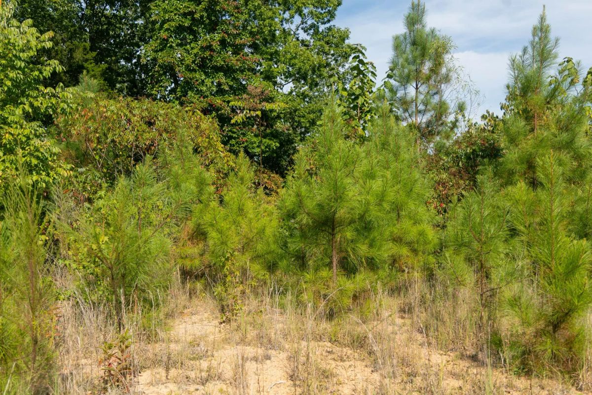 Decorative background for Big White Oak Tract 39 image 7