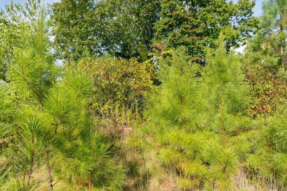 Decorative background for Big White Oak Tract 39 image 8