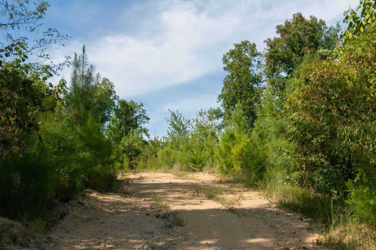 Decorative background for Big White Oak Tract 39 image 9
