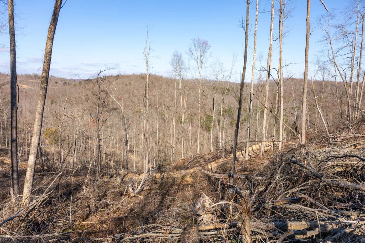 Decorative background for Creek Hollow Phase I Tract 16 image 5