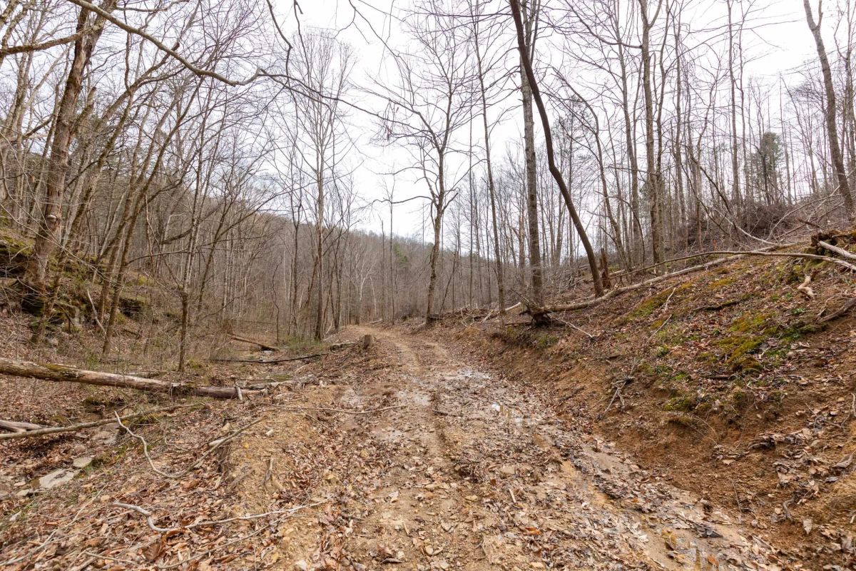 Decorative background for Creek Hollow Phase I Tract 16 image 7