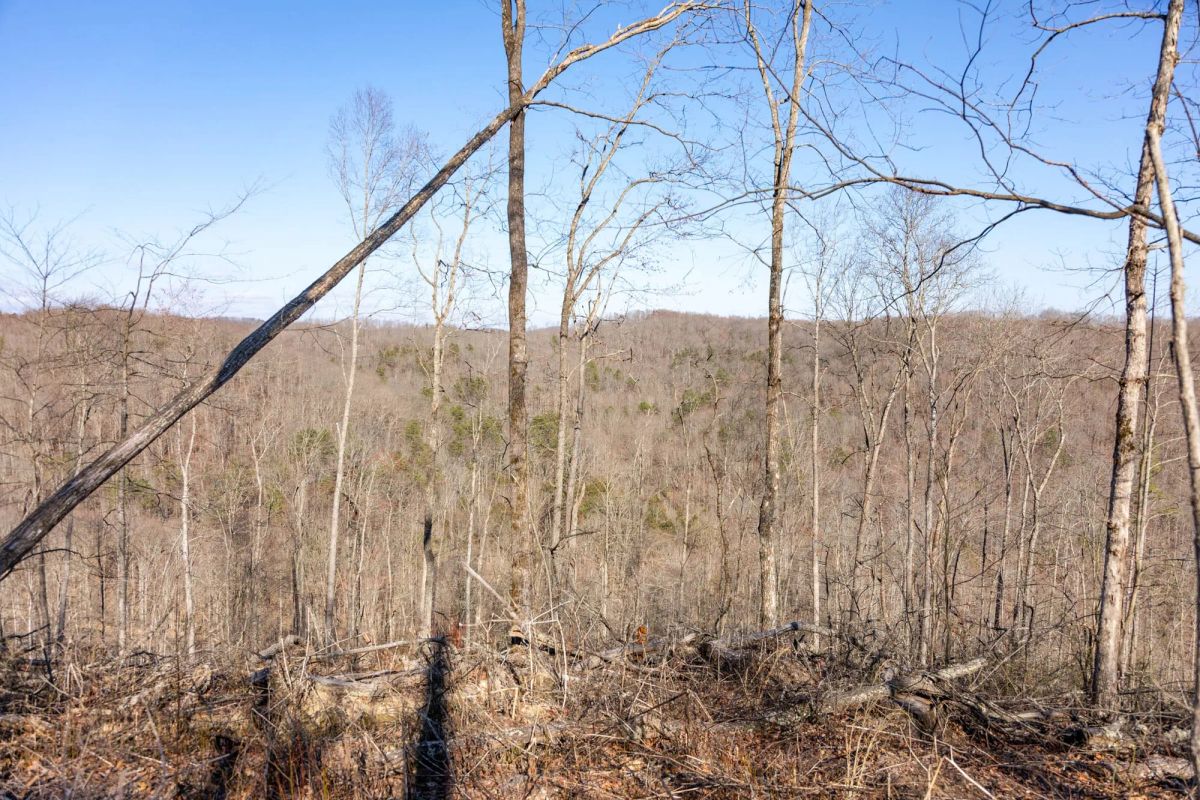 Decorative background for Creek Hollow Phase I Tract 16 image 8