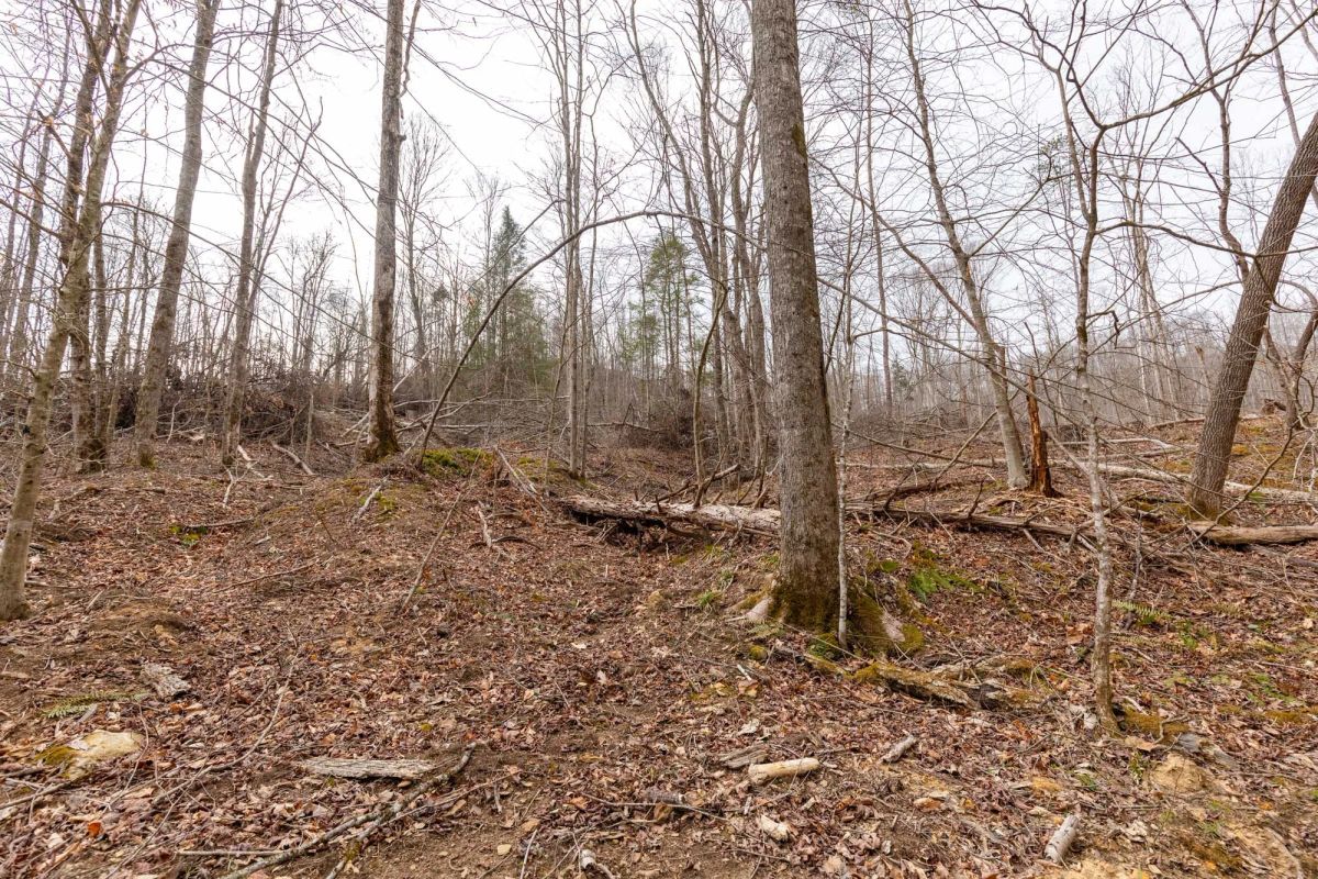 Decorative background for Creek Hollow Phase I Tract 16 image 9