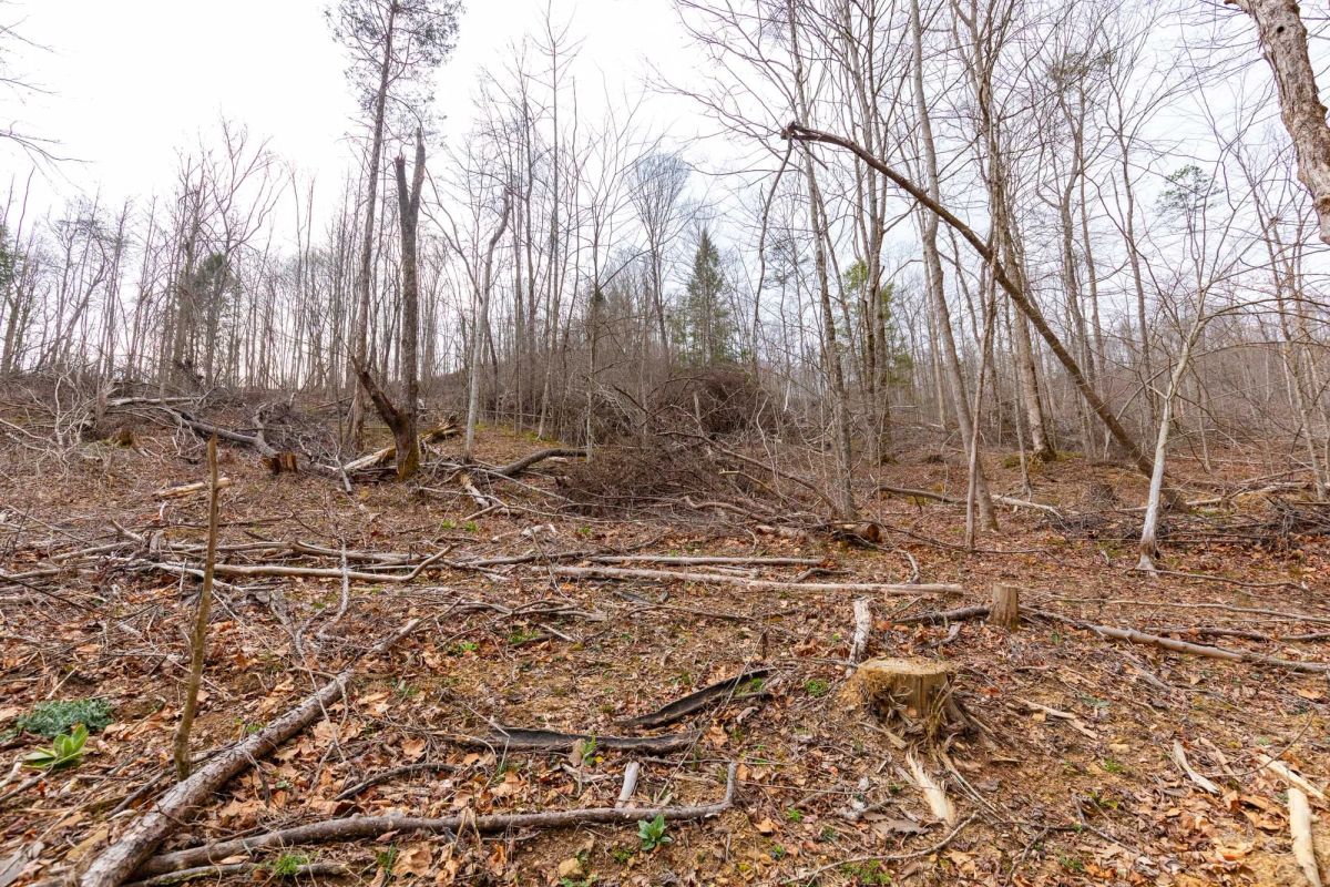 Decorative background for Creek Hollow Phase I Tract 16 image 11