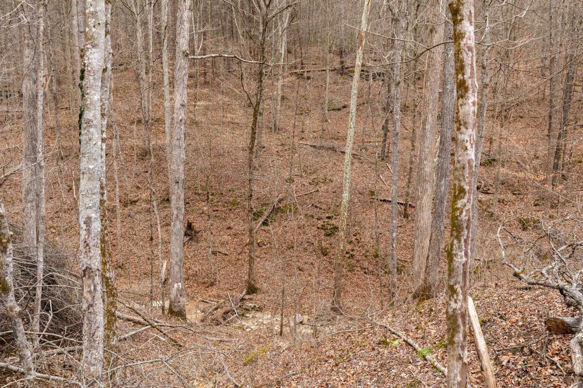 Decorative background for Creek Hollow Phase I Tract 16 image 12