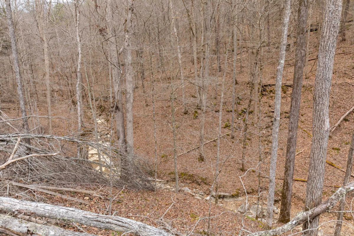 Decorative background for Creek Hollow Phase I Tract 16 image 14