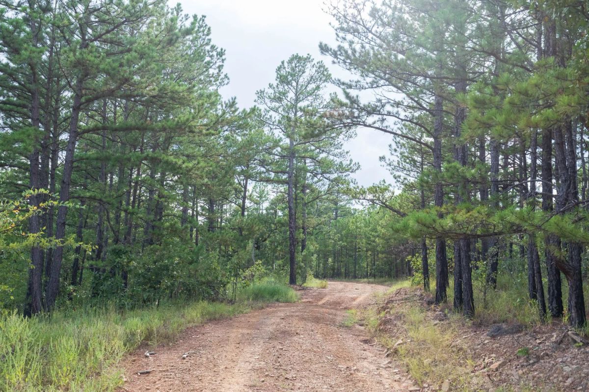 Decorative background for Stone Bridge Phase V Tract 359 image 12