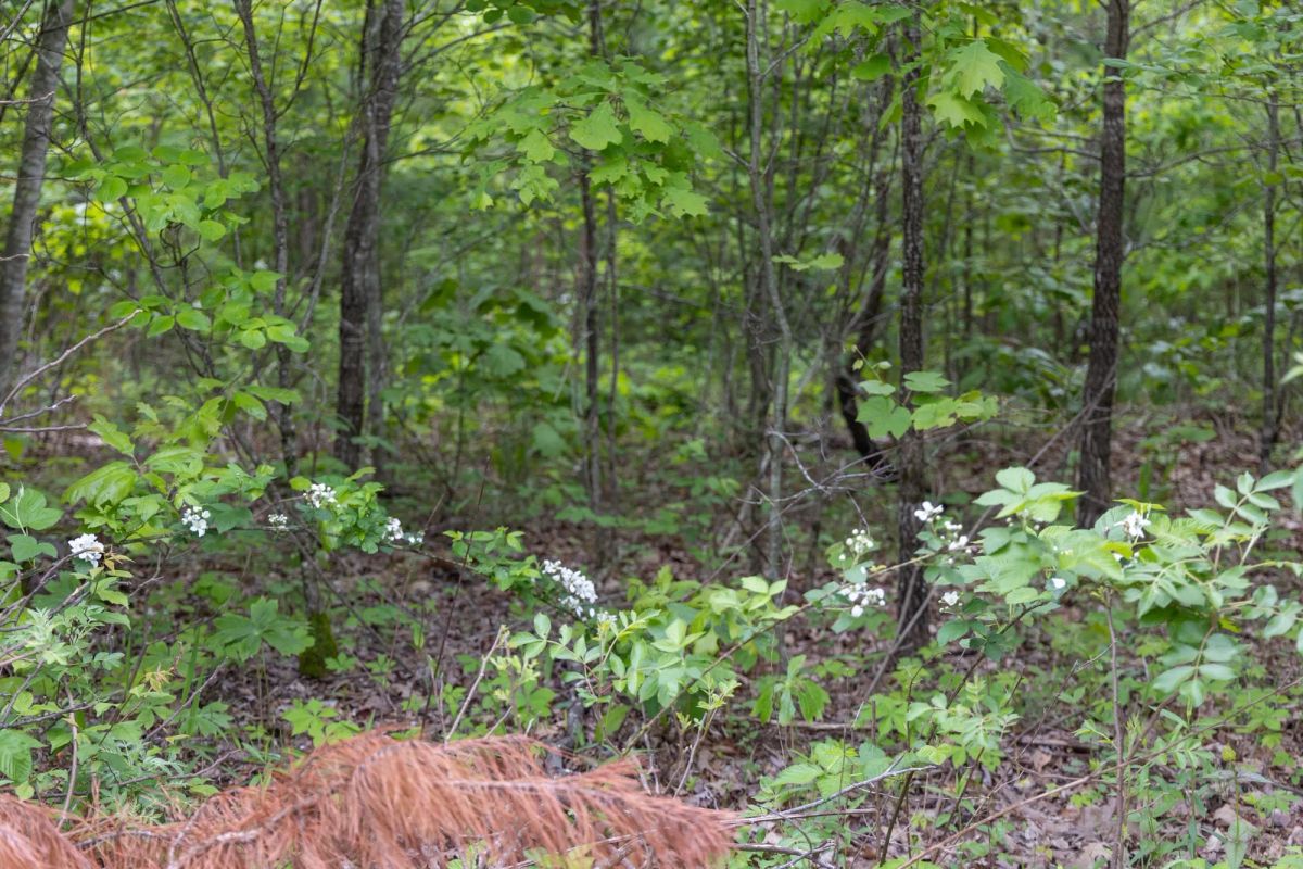 Decorative background for Sleepy Hollow Phase II Tract 74 image 6