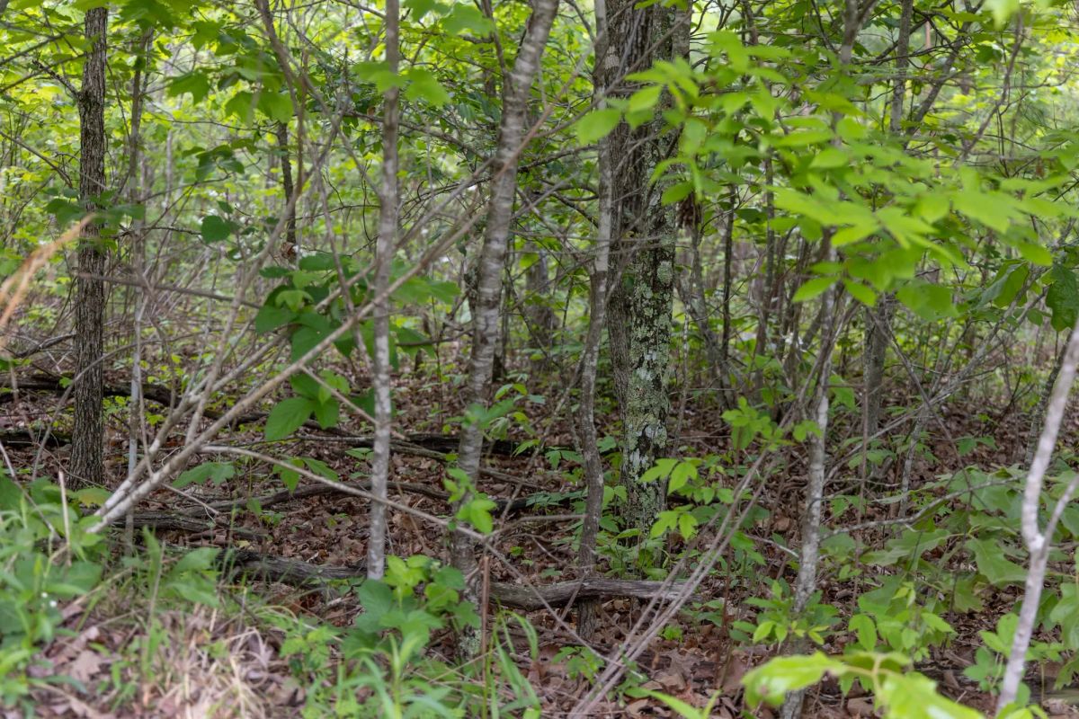 Decorative background for Sleepy Hollow Phase II Tract 74 image 7