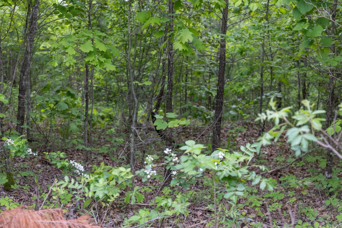 Decorative background for Sleepy Hollow Phase II Tract 74 image 9