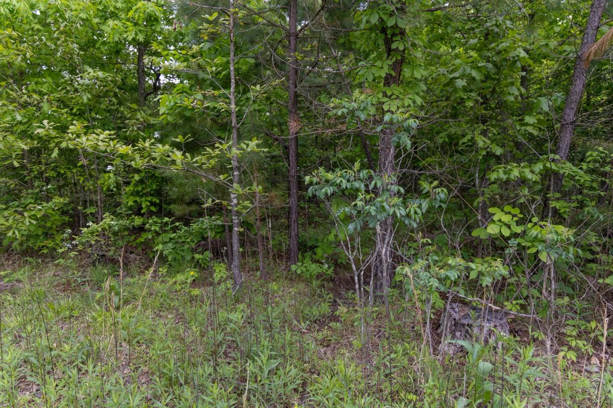 Decorative background for Sleepy Hollow Phase II Tract 74 image 11