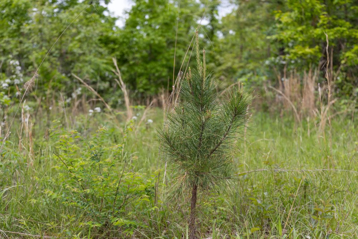 Decorative background for Sleepy Hollow Phase II Tract 74 image 12