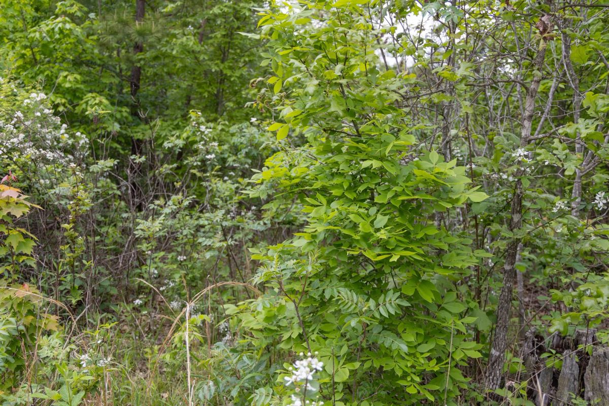 Decorative background for Sleepy Hollow Phase II Tract 74 image 13