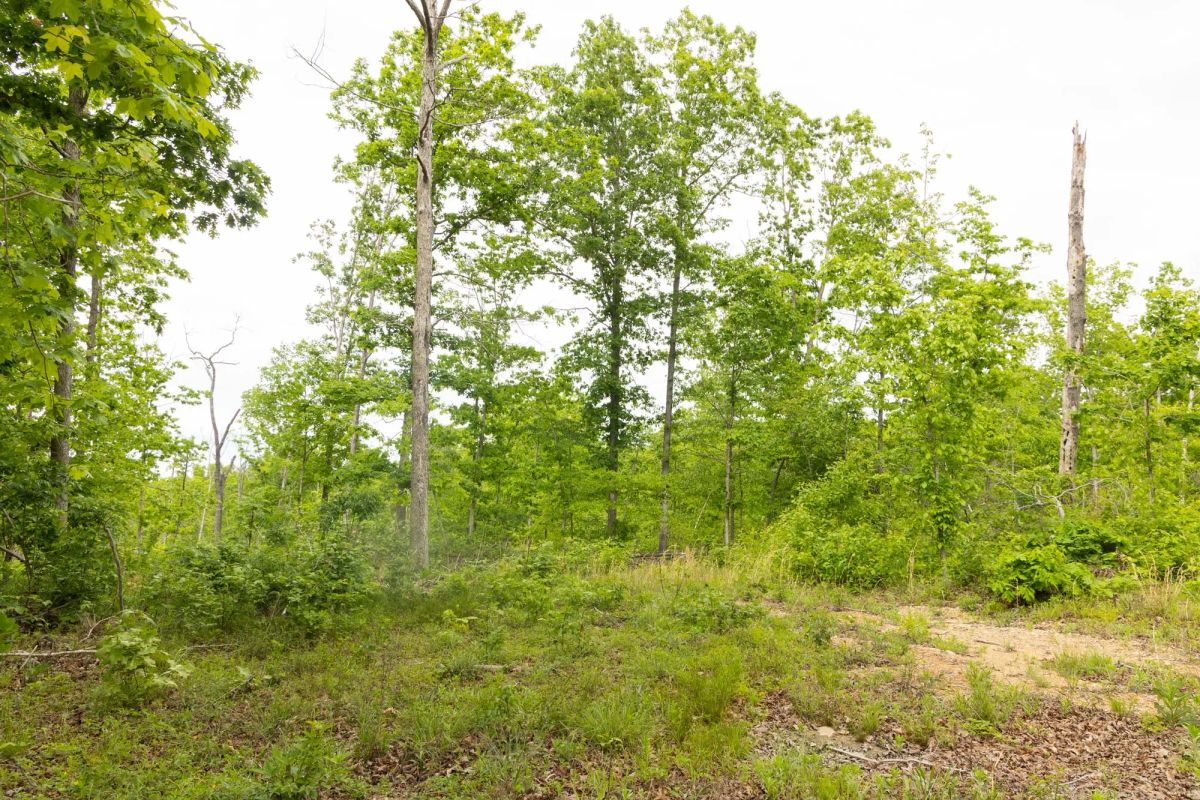 Stardust Estates Tract 29 - Image 4