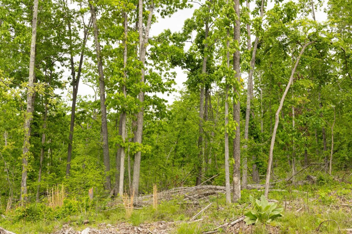 Decorative background for Stardust Estates Tract 29 image 5