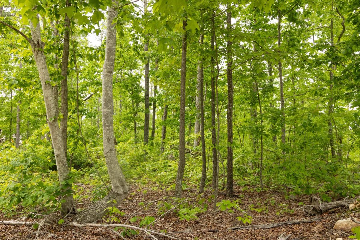 Decorative background for Stardust Estates Tract 29 image 9