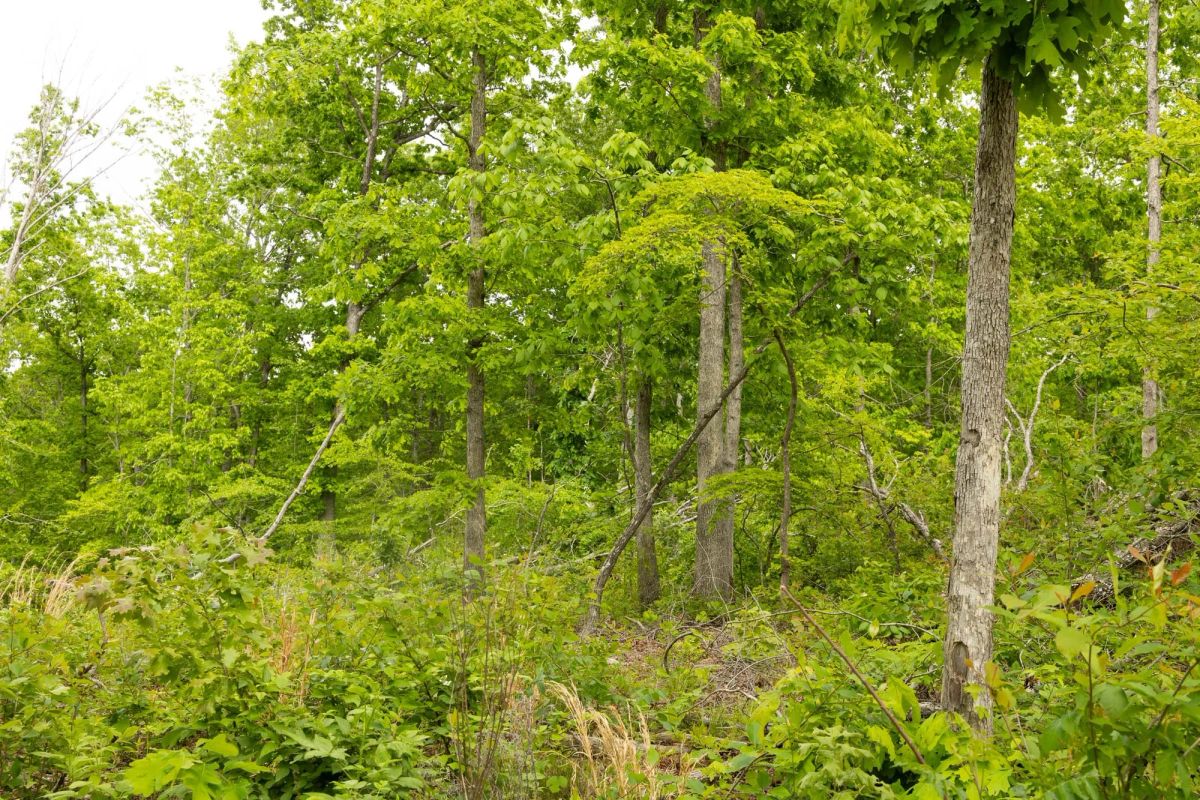 Decorative background for Stardust Estates Tract 29 image 10