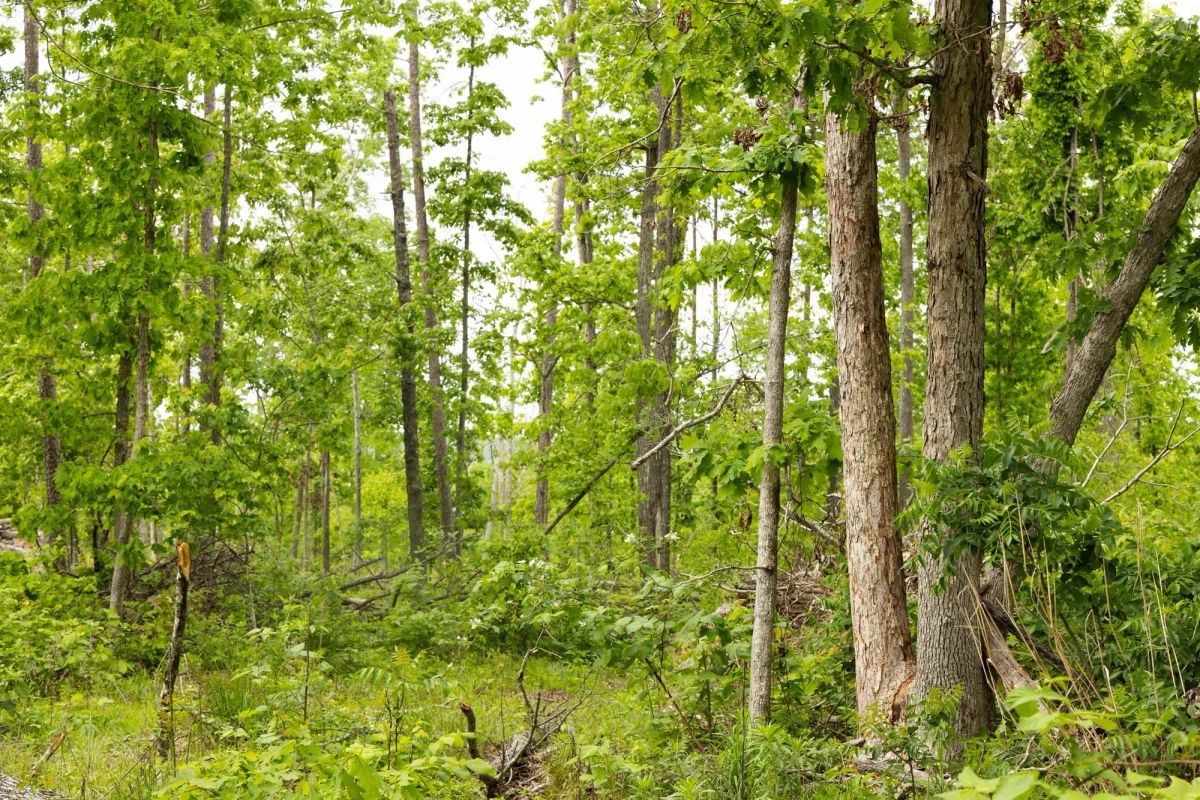Decorative background for Stardust Estates Tract 29 image 11