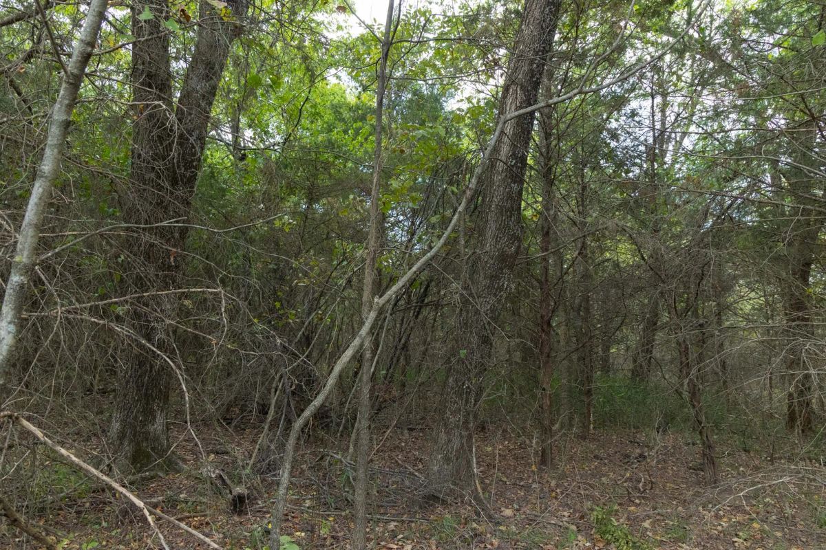 Decorative background for Reserves At Cattail Cove Phase II Tract 70 image 7