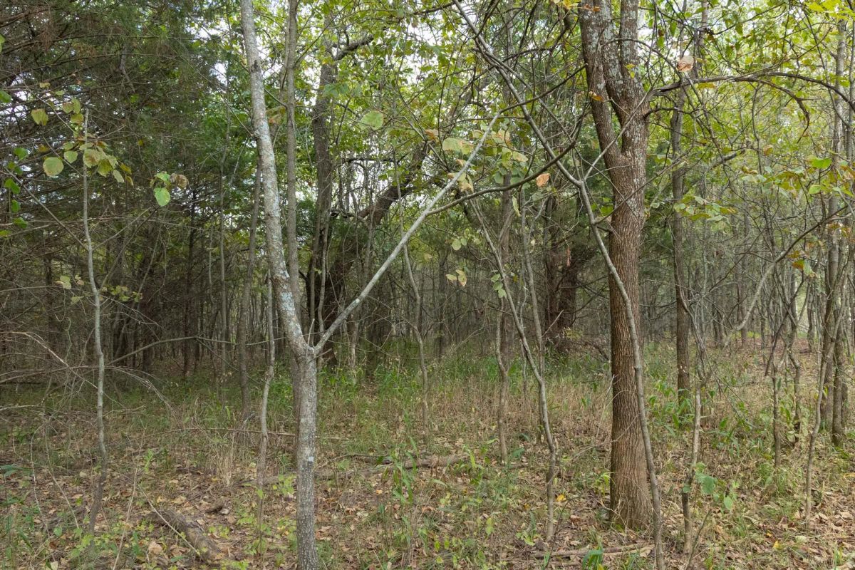 Decorative background for Reserves At Cattail Cove Phase II Tract 70 image 9