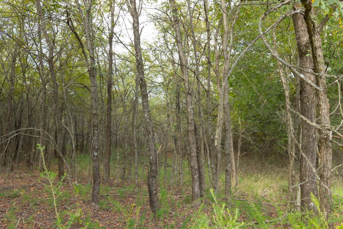 Decorative background for Reserves At Cattail Cove Phase II Tract 70 image 10