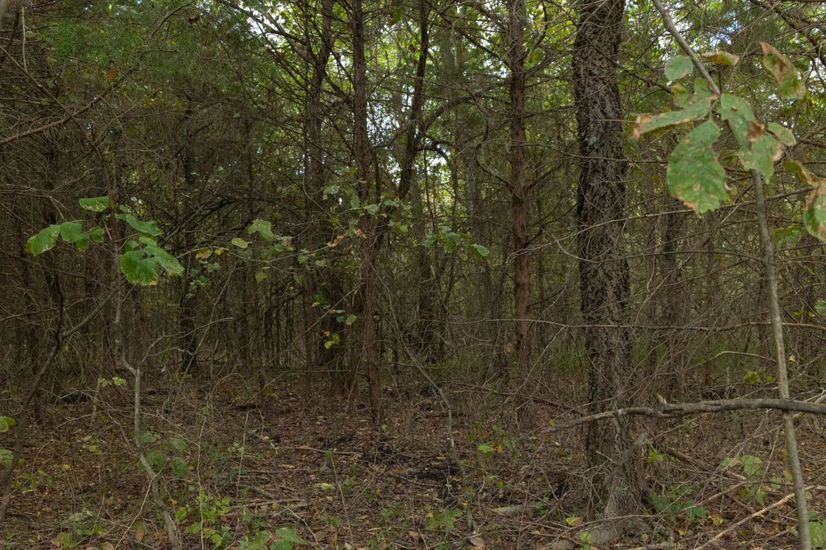 Decorative background for Reserves At Cattail Cove Phase II Tract 70 image 11