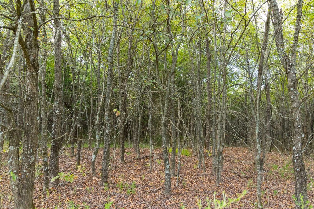 Decorative background for Reserves At Cattail Cove Phase II Tract 70 image 12