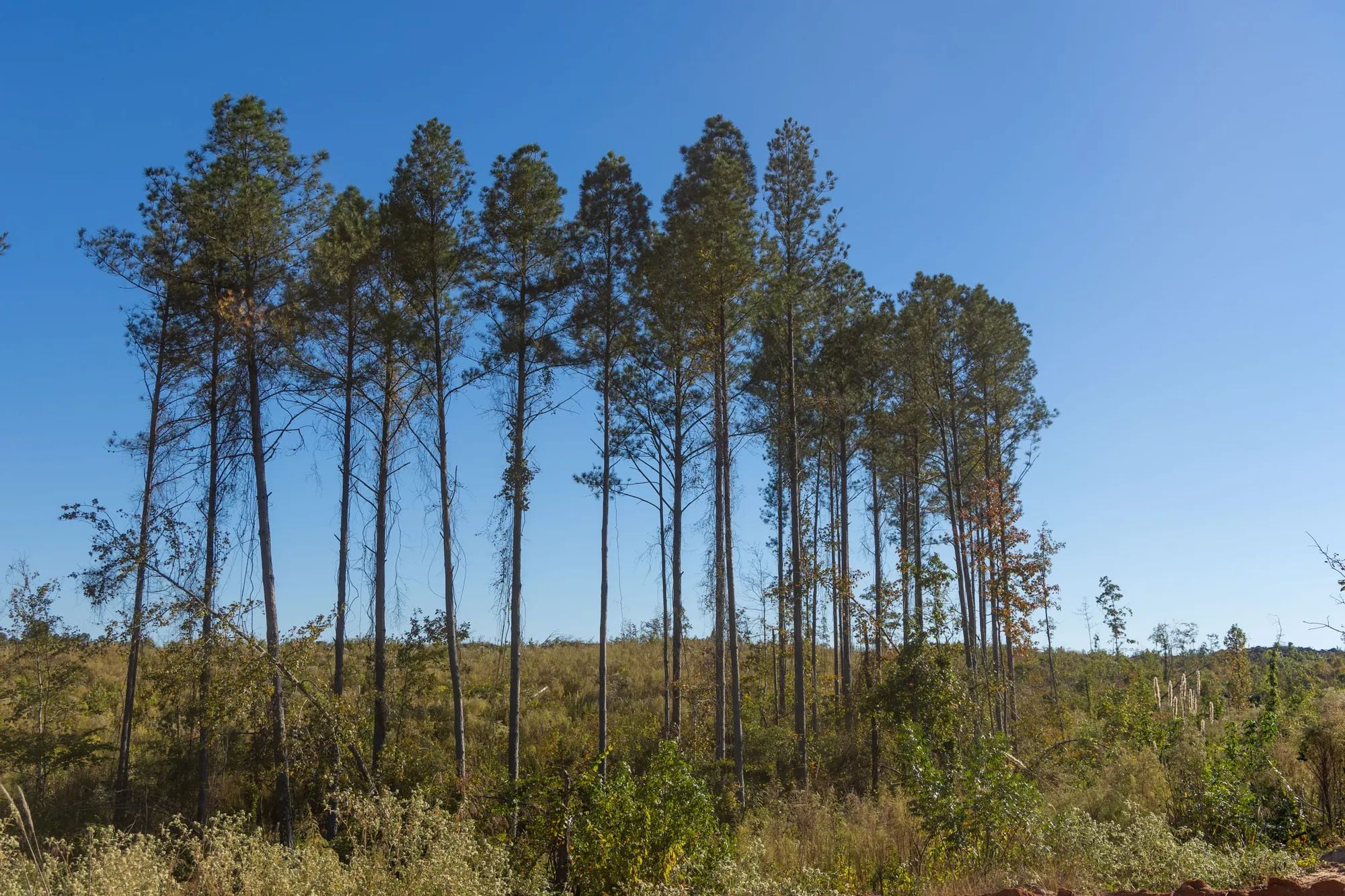 Meyer’s Ridge Tract 30 in Attala County, MS