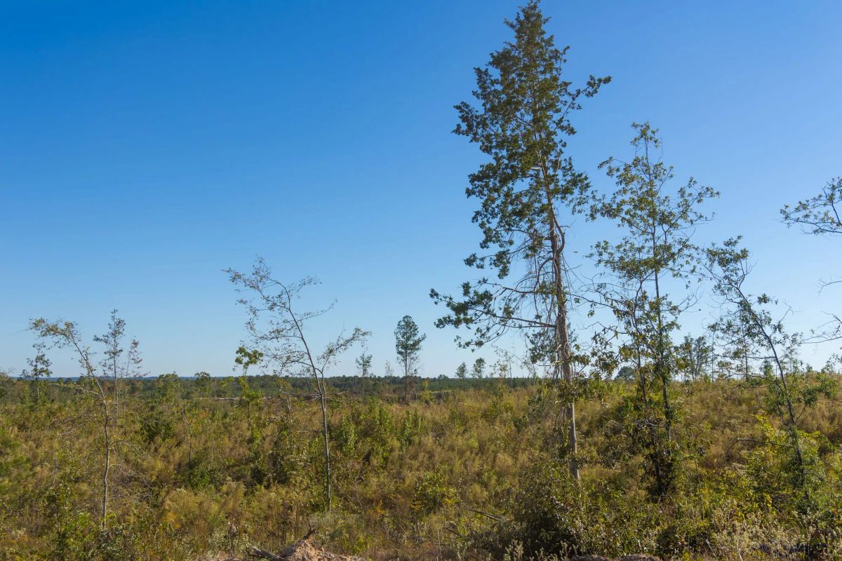 Decorative background for Meyer’s Ridge Tract 30 image 5