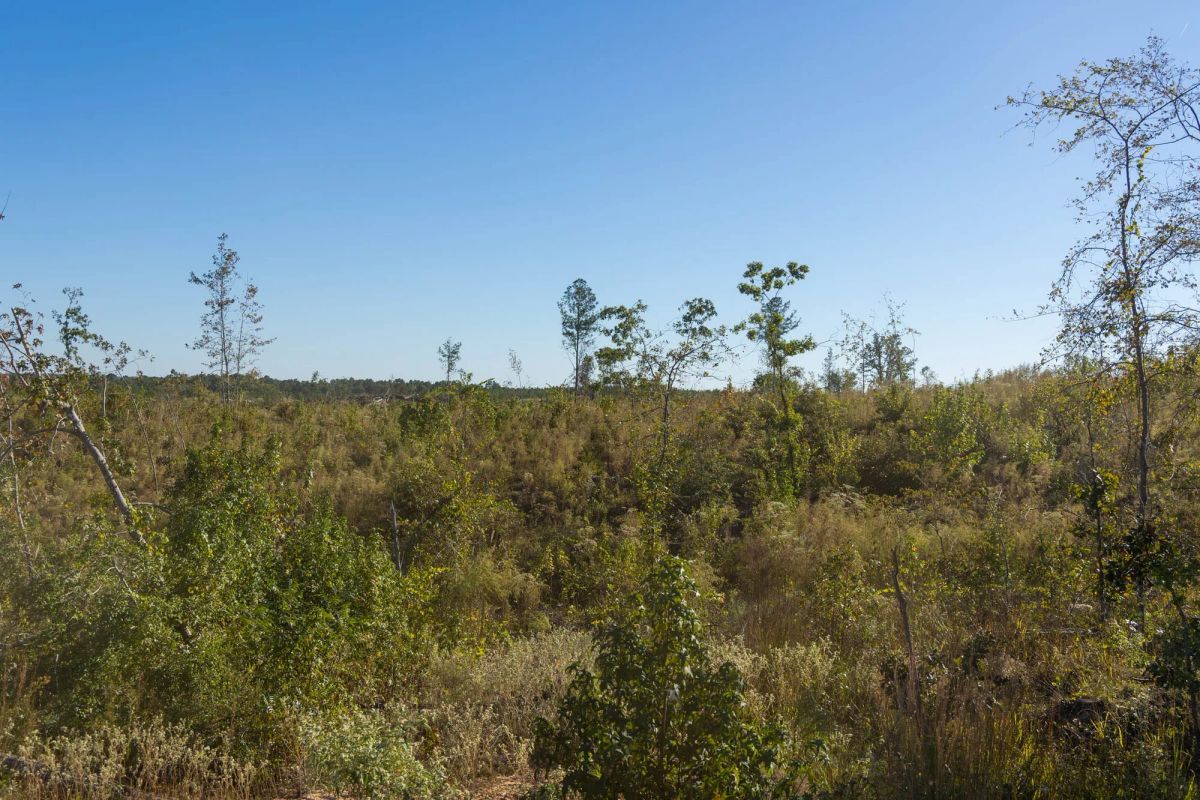 Decorative background for Meyer’s Ridge Tract 30 image 7