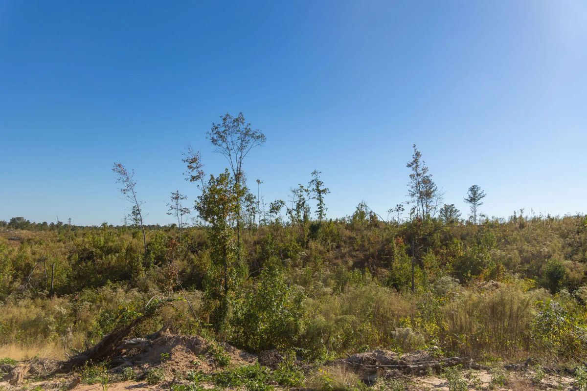 Decorative background for Meyer’s Ridge Tract 30 image 8