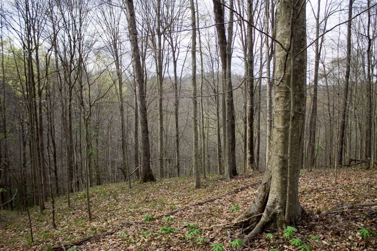 Chestnut Oak Ridge Tract 18 in Rockcastle County, KY