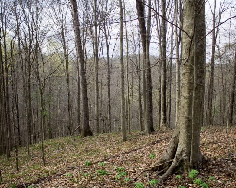 Chestnut Oak Ridge Tract 18 in Rockcastle County, KY