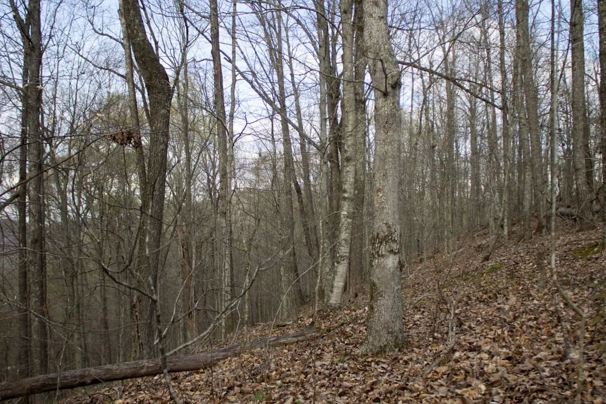 Chestnut Oak Ridge Tract 18 in Rockcastle County, KY
