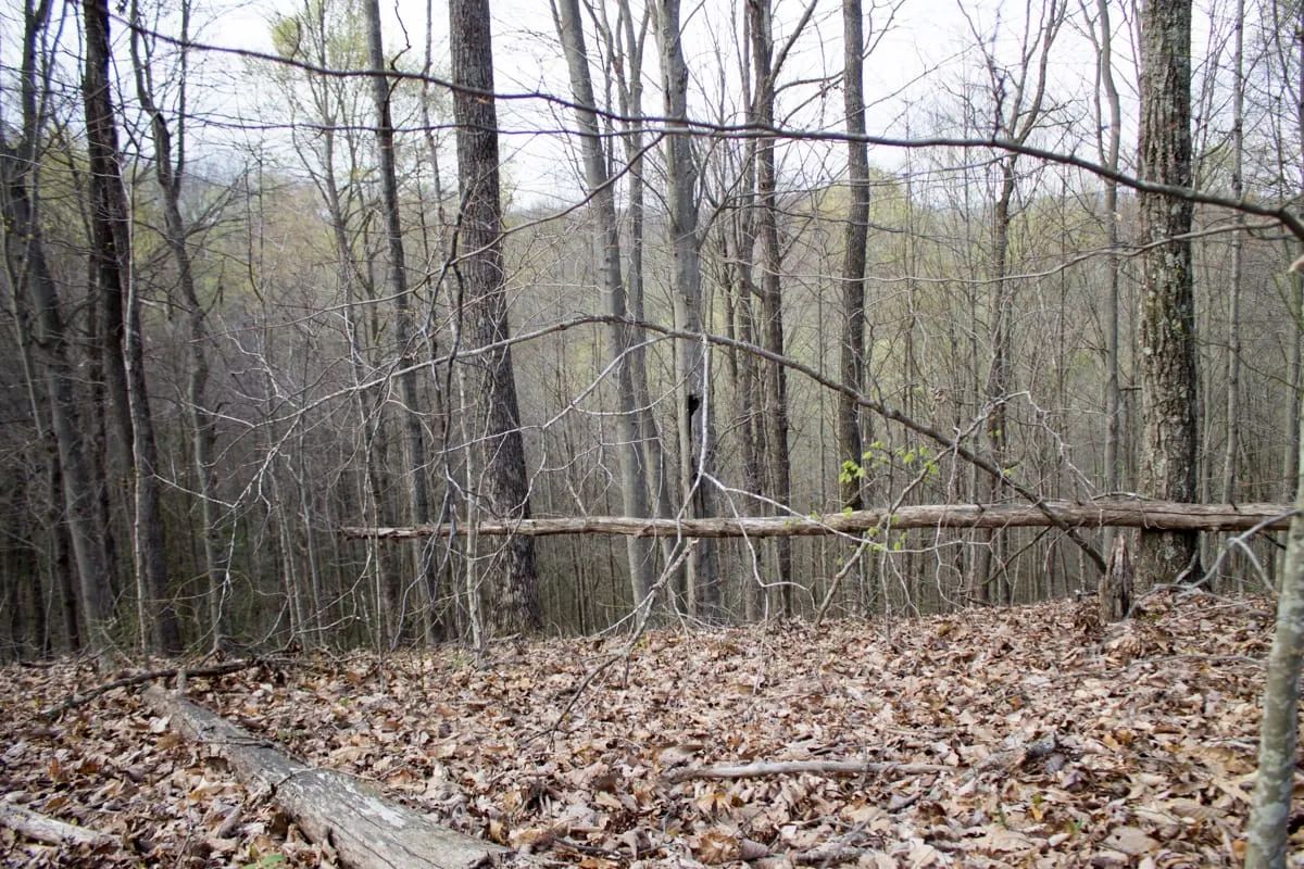 Decorative background for Chestnut Oak Ridge Tract 18 image 5