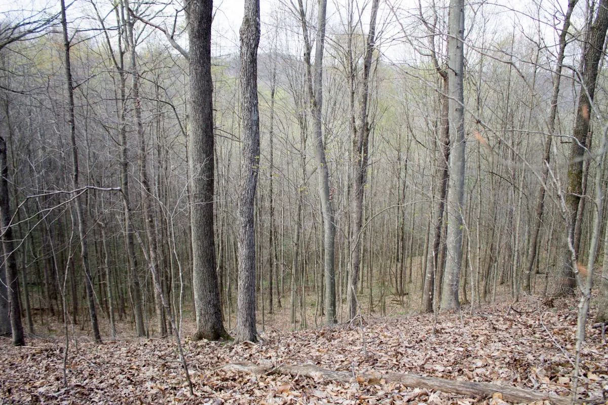Decorative background for Chestnut Oak Ridge Tract 18 image 6
