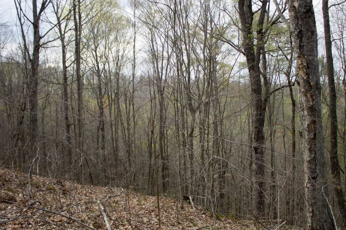 Decorative background for Chestnut Oak Ridge Tract 18 image 7
