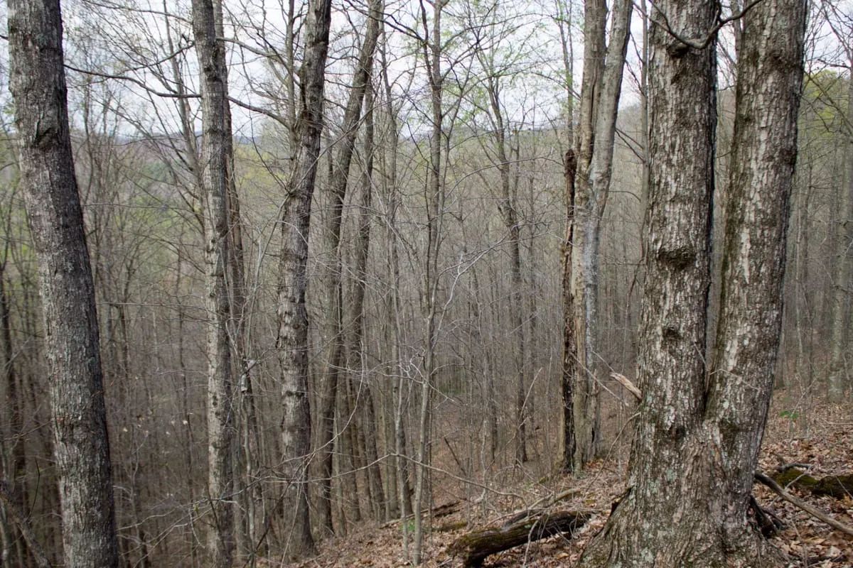 Decorative background for Chestnut Oak Ridge Tract 18 image 8