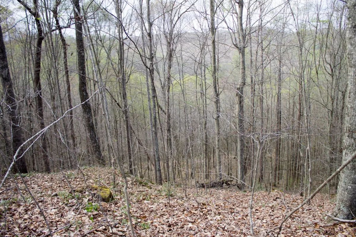 Decorative background for Chestnut Oak Ridge Tract 18 image 9