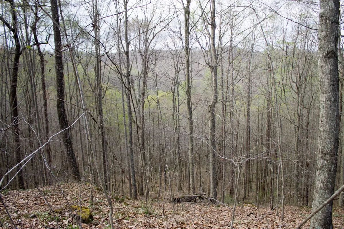 Decorative background for Chestnut Oak Ridge Tract 18 image 10